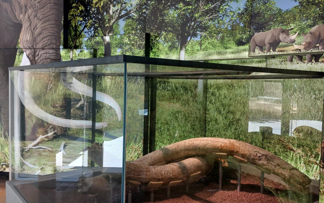 Visita l’Espai Mammuthus!