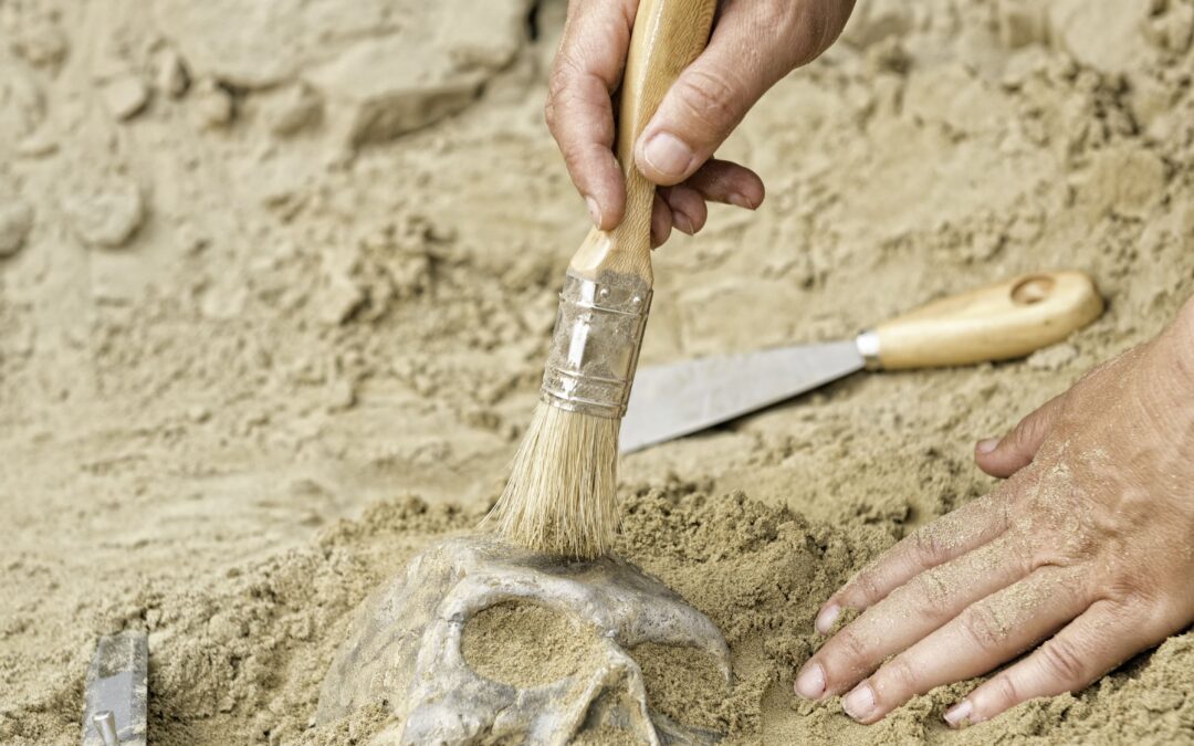 El camí de l’evolució…