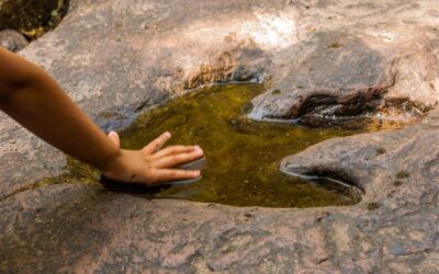 Rastres i petjades! (A partir del 2 de maig)